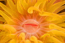 Orange cup coral (Tubastrea faulkneri) detail of mouth and tentacles, Batangas, Philippines.