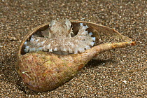 Coconut octopus (Amphioctopus / Octopus marginatus) inside an empty snail shell, Batangas, Philippines.