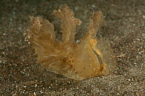 Nudibranch (Melibe fimbriata) with extended oral hood, Batangas, Philippines