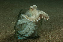 Coconut / veined octopus (Amphioctopus marginatus) using a discarded glass tumbler as its home, Batangas, Philippines