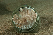 Coconut / veined octopus (Amphioctopus marginatus) using a discarded glass tumbler as its home, Batangas, Philippines.
