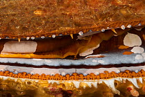 Details of shell, eyes and mantle of Variable thorny oyster (Spondylus varians / varius) Batangas, Philippines