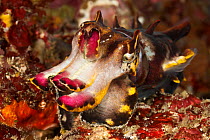 Pfeffer's flamboyant cuttlefish (Metasepia pfefferi) hunting over coral reef, Batangas, Philippines.