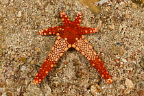 Necklace sea star (Fromia monilis) with legs regenerating, Batangas, Philippines.
