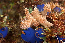 Soft coral mimicing nudibranch (Ceratosoma alleni) crawling over tunicates on coral reef, Anilao, Batangas, Philippines