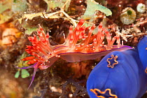 Aeolid nudibranch (Flabellina rubrolineata) on tunicate, Batangas, Philippines.