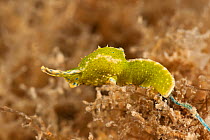 Sacoglossan sea slug / Sap sucker (Elysia sp) a herbivore that feeds, mates and lays eggs on one type of host algae, Batangas, Philippines