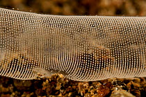 Mass of spawn of an infaunal head-shield slug (Philine sp) Batangas, Philippines.  Philinids live in clean sand where they ingest bivalves with their radula and crush them with their massive gizzard p...