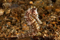 Thorny seahorse (Hippocampus hystrix) Batangas, Philippines.