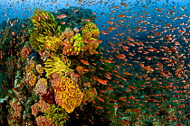 Thousands of Anthias / Fairy basslets on colourful coral reef, Anilao, Batangas, Philippines, March 2010.
