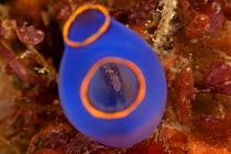 Blue sea squirt (Clavelina caerulea) hosting an amphipod crustacean, Batangas, Philippines.