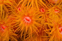 Orange cup coral (Tubastrea faulkneri) with polyps open, Batangas, Philippines.