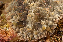 Detail of Nudibranch (Dendrodoris tuberculosa) Batangas, Philippines.