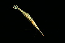 Black coral shrimp (Tozeuma armatum) Batangas, Philippines.
