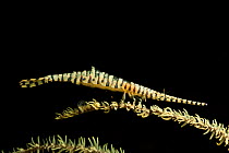 Black coral shrimp (Tozeuma armatum) camouflaged on whip coral, Batangas, Philippines.