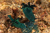 Two blue green nudibranchs (Nembrotha milleri) Batangas, Philippines.