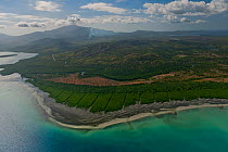 Aerial view of mangroves - a government sponsored mangrove planting program which started in the 1980s, Palawan, Phlippines, April 2010 . NOT AVAILABLE FOR MAGAZINE USE IN GERMAN-SPEAKING COUNTRIES U...