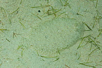 Peacock flounder (Bothus lunatus) hidden in sand on seabed, Palawan, Philippines.