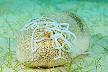 Sea cucumber (Bohadschia marmorata) discharging sticky threads as a defence mechanism, Palawan, Philippines.