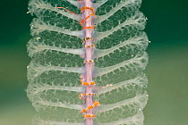 Detail of a Sea Pen showing polyps with eight arms (octocoral) and Brittlestars that have curled themselves around the stem of the sea pen, Palawan, Philippines.