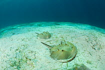 Pacific horsehoe crabs (Tachypleus gigas) on sandy seabed, Palawan, Philippines.
