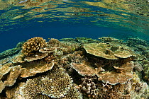 Healthy coral reef in the shallows, West New Britain, Papua New Guinea.