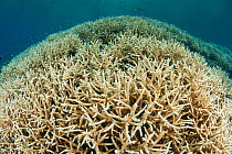 Hard corals showing bleaching caused by heat stress, West New Britain, Papua New Guinea, May 2010.