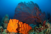 Bright orange sponge and massive gorgonian fan corals in the reef, West New Britain, Papua New Guinea.
