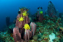 Giant barrel sponge (Xestospongia testudinaria) studded with crinoids / featherstars, West New Britain, Papua New Guinea.