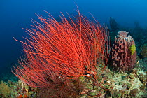 Red whip corals / sea whips (Ellisella sp) West New Britain, Papua New Guinea.