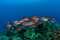 Shoal of schooling Pinjalo snapper (Pinjalo lewisi) West New Britain, Papua New Guinea.