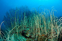Whip coral forest (Junceella sp) West New Britain, Papua New Guinea.