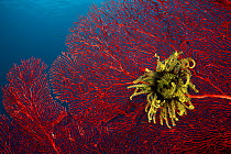 Gorgonian fan coral with Featherstar / crinoid attached, West New Britain, Papua New Guinea.