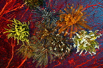 RF- Gorgonian fan coral with Featherstars / crinoids attached, West New Britain, Papua New Guinea. (This image may be licensed either as rights managed or royalty free.)