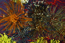 Featherstars / crinoids attached to Gorgonian coral, West New Britain, Papua New Guinea.