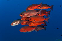 Schooling Pinjalo snapper (Pinjalo lewisi) West New Britain, Papua New Guinea.