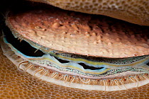 Bivalve mollusc lives in crevices in colonies of living hard corals. Only the the shell opening and mantle are visible, along with the minute eyes along its margin, West New Britain, Papua New Guinea.