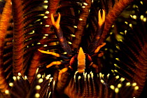 Crinoid squat lobster (Allogalathea elegans) camouflaged amongst featherstar, West New Britain, Papua New Guinea.