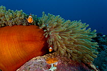 True clownfish / Clown anemonefish (Amphiprion percula) amongst tentacles of anemone on reef, West New Britain, Papua New Guinea.