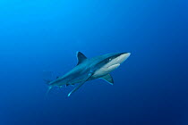 Silvertip reef shark (Carcharhinus albimarginatus) West New Britain, Papua New Guinea.