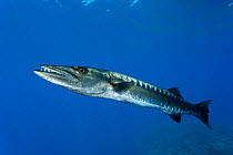 Great barracuda (Sphyraena barracuda) West New Britain, Papua New Guinea