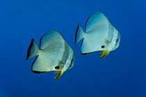 Teira batfish / Longfin spadefish (Platax teira) West New Britain, Papua New Guinea.