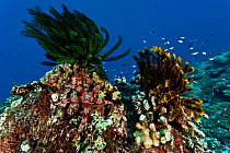 Friant's sea star (Nardoa frianti) on reef with crinoids / featherstars, West New Britain, Papua New Guinea.