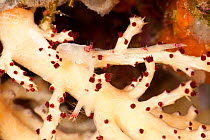 Squat lobster (Galatheidae) camouflaged on its soft coral home, West New Britain, Papua New Guinea.