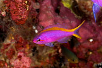 Purple / Yellowstriped anthias (Pseudanthias tuka) female on reef, West New Britain, Papua New Guinea.