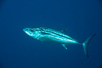 Dogtooth tuna (Gymnosarda unicolor) West New Britain, Papua New Guinea.
