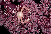 Tiny reef crab on soft coral, West New Britain, Papua New Guinea.
