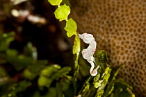 Tiny pygmy seahorse (Hippocampus colmani) on Halameda algae, West New Britain, Papua New Guinea.