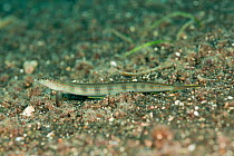 Threadfin sand diver (Trichonotus elegans) on seabed, West New Britain, Papua New Guinea.