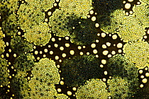Skin detail of Pin cushion sea star (Culcita novaguineae) West New Britain, Papua New Guinea.